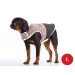 Демисезонный жилет для собак Diego Vest Коричневый размер L